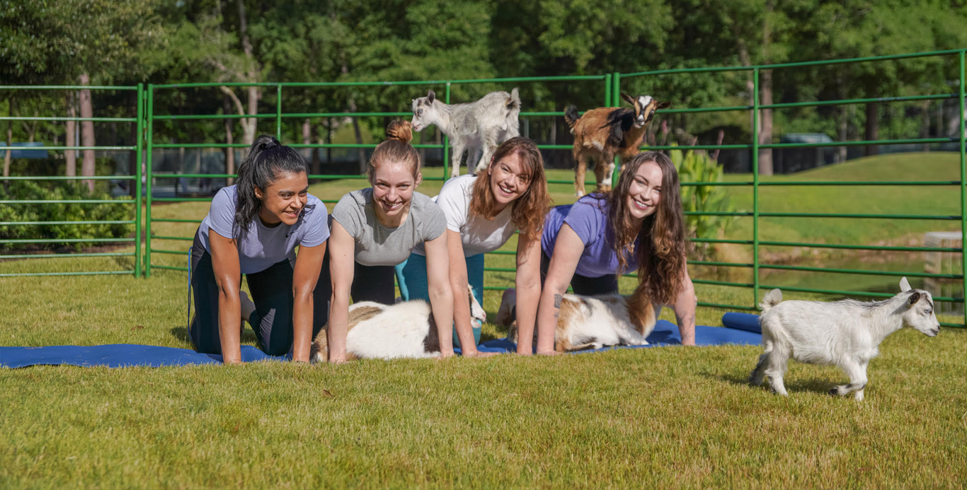 goats and good night package